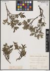 Foto von Salix breviserrata Flod.
